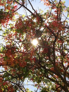 Trees In Full Bloom
